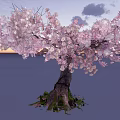 Pink Blossom Tree With Thick Trunk Grass Base And Cloudy Evening Sky
