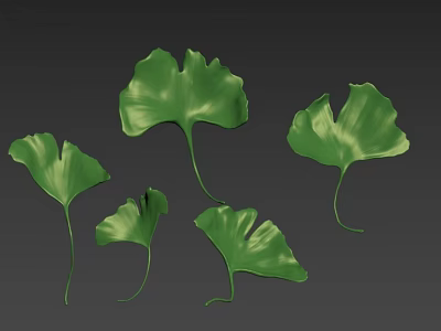 Fresh Green Ginkgo Leaves Displaying Natural Veins And Varied Leaf Shapes 3d model