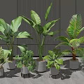 Indoor Potted Plants With Various Green Leaves In White Planters And Small Stools