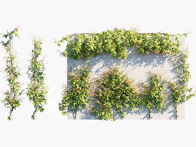 Green Vines Various Climbing Plants With Lush Leaves For Natural Wall Decoration 3d model