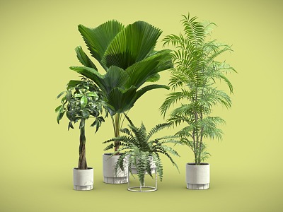 potted plants potted plants indoor bonsai model