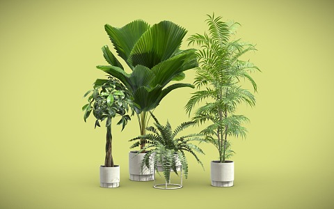 potted plants potted plants indoor bonsai 3d model