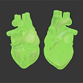 Human Heart Anatomical Models Displaying Internal Chambers And Major Blood Vessels