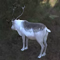 Majestic Reindeer With Large Antlers Standing In Natural Grassland Habitat 3d model