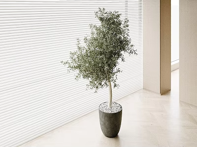 Elegant Bonsai Olive Tree in Gray Pot with White Blinds and Light Wooden Floor 3d model