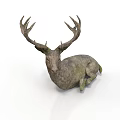 Moss Covered Deer With Large Antlers Lying Peacefully On White Background