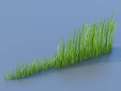 Lush Green Aquatic Plants With Slender Long Leaves Growing By Water Edge 3d model