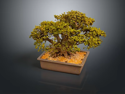 Bonsai Tree in Square Ceramic Pot with Orange Pebbles and Lush Green Foliage 3d model