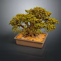 Bonsai Tree in Square Ceramic Pot with Orange Pebbles and Lush Green Foliage