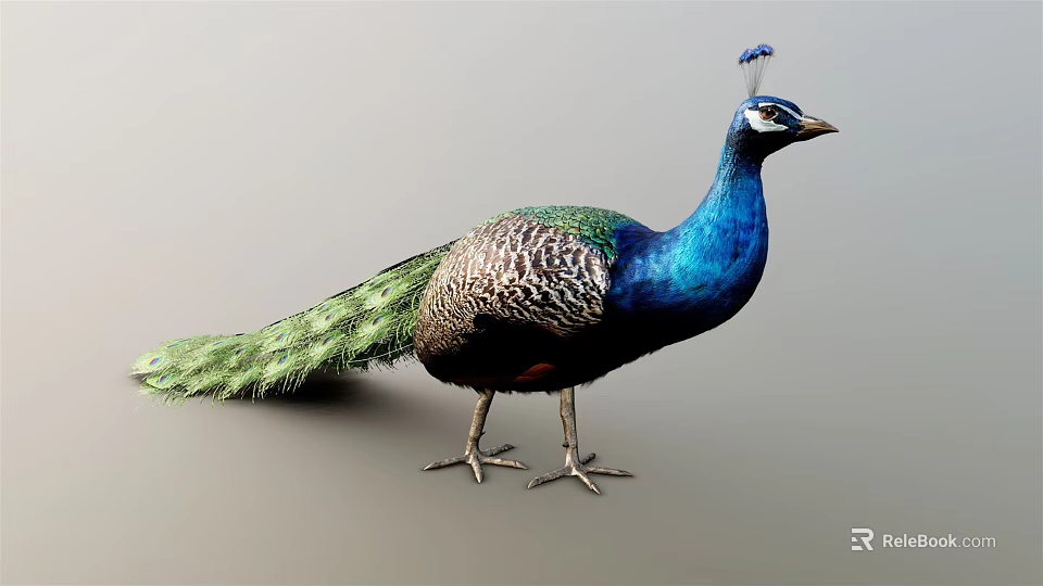 Vibrant Peacock with Blue Head and Neck Long Green and Blue Tail Feathers Standing 3d model 