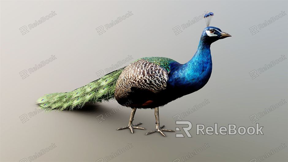 Modern Peacock model