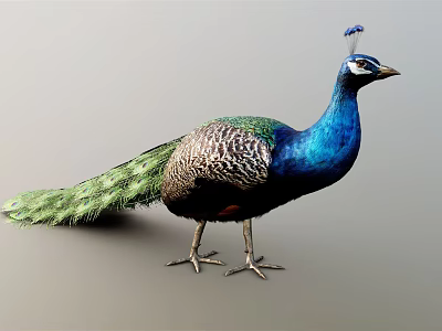 Vibrant Peacock with Blue Head and Neck Long Green and Blue Tail Feathers Standing 3d model