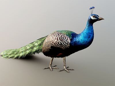 Modern Peacock model