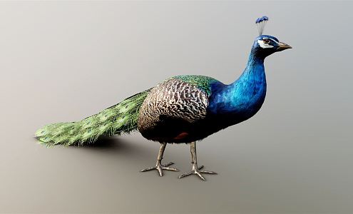 Modern Peacock 3d model