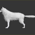 Wolf Cartoon Wolf Animation Wolf Animation Wolf Wolf Big Bad Wolf Wolf Warrior Cartoon Character Cartoon Animal 3d model