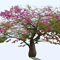 Beautiful Arbor With Pink Flowers Green Leaves Thick Trunk And Shadow