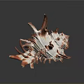 Striking Aquatic Animal Conch with Orange and White Spiky Shell Structure