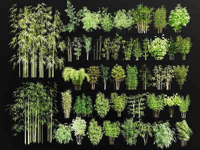 Various Types of Bamboo Plants With Tall Clumping and Short Slender Foliage 3d model