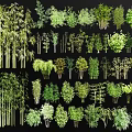 Various Types of Bamboo Plants With Tall Clumping and Short Slender Foliage