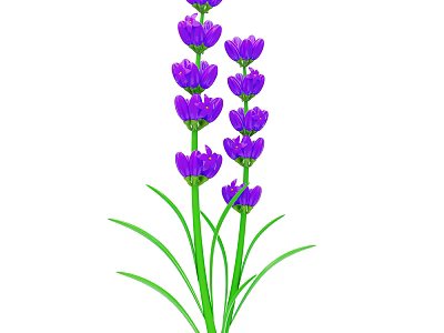 Beautiful Blooming Lavender Plant With Purple Flowers And Green Stems Leaves 3d model