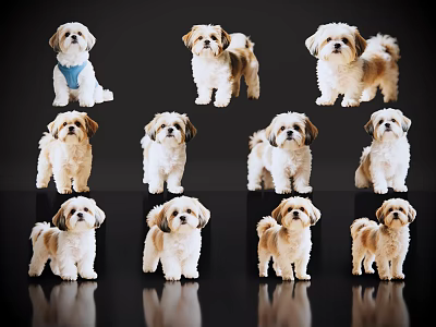 2D Pet Dog Pet Shishi Dog Small Pet Dog Home Pet 3d model