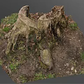 Decaying Old Tree Stump With Natural Texture Surrounded By Fallen Leaves And Grass 3d model