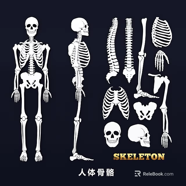 Anatomical Human Skeleton Limb Bones Illustrations With Different Parts And Views 3d model