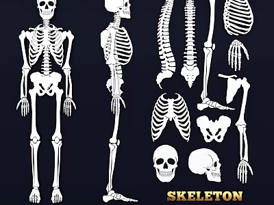 Anatomical Human Skeleton Limb Bones Illustrations With Different Parts And Views 3d model