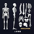 Anatomical Human Skeleton Limb Bones Illustrations With Different Parts And Views 3d model