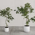 Two Bonsai Trees in White Pots on Gray Floor with Gray Wall 3d model