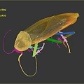 Cockroach With Orange And Black Body Long Antennae Shiny Exoskeleton