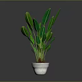 Green Indoor Plant With Large Leaves In White Pot And Gray Background