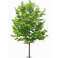 Diverse Plant Combinations With Various Tree Species For Landscaping Projects 3d model