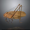 Brown Katydid With Long Antennae Legs And Detailed Wing Texture On Dark Background