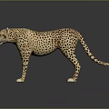 Cheetah Model Standing On Gray Surface With Reflection And Detailed Spots