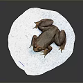 Brown Frog With Large Eyes On White Paper Against Gray Background
