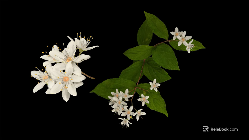White Flowering Plant With Small Blooms And Green Leaves On Branches 3d model 
