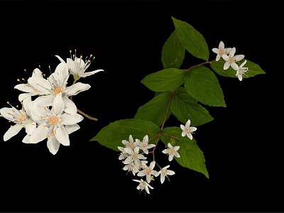White Flowering Plant With Small Blooms And Green Leaves On Branches 3d model
