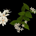 White Flowering Plant With Small Blooms And Green Leaves On Branches