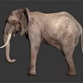 African Elephant With Large Ears Ivory Tusks And Wrinkled Skin On Dark Reflective Surface