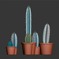 Multiple Blue Green Cacti in Orange Pots Various Sizes Decorative Household Plants on Dark Background