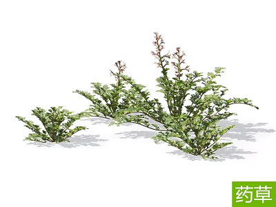 Fresh Green Herbs with Lush Foliage and Small Purple Blossoms Growing 3d model