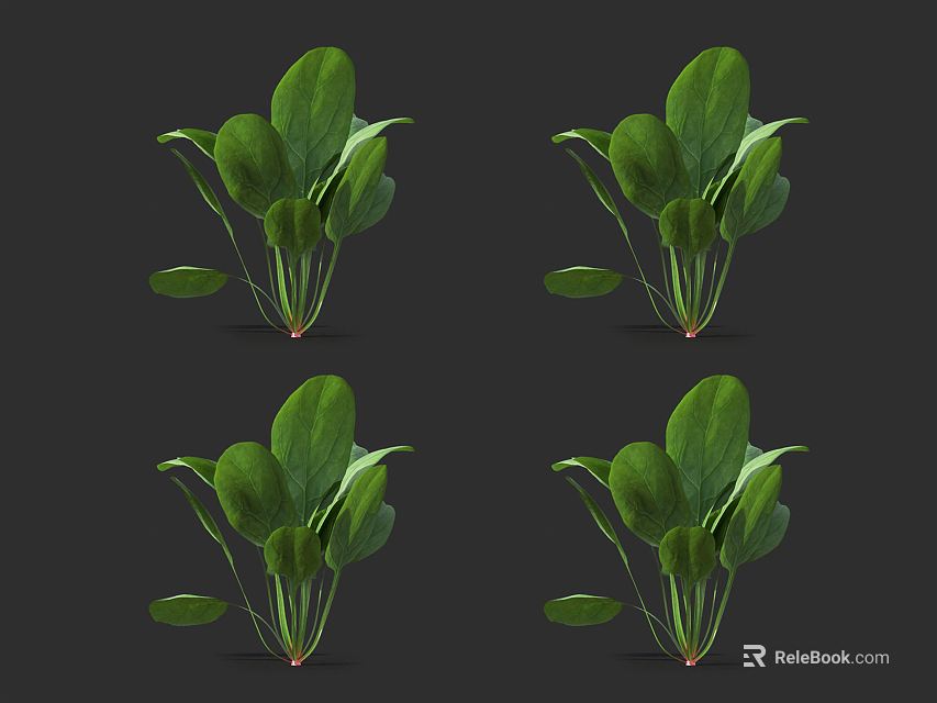 Fresh Green Vegetable Plants With Broad Leaves Isolated On Dark Background 3d model 