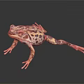 Spotted Brown And Purple Frog Standing On Black Background With Detailed Skin Texture