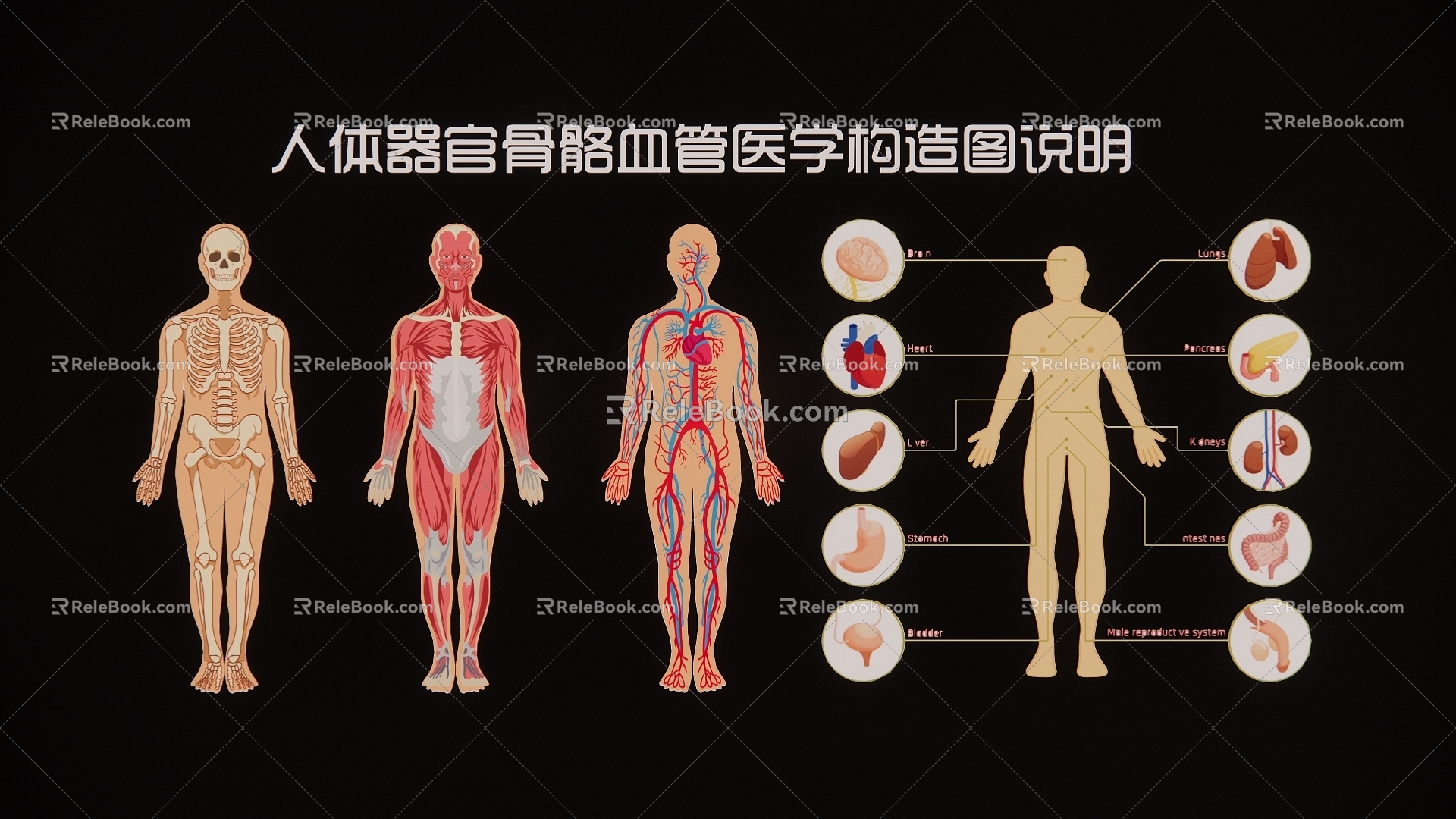 Description of Medical Structure of Human Organs, Bones and Blood Vessels 3d model