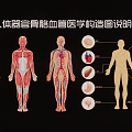 Description of Medical Structure of Human Organs, Bones and Blood Vessels 3d model