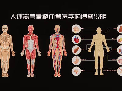 Human Anatomy Medical Wall Hanging Showing Organs Skeleton Blood Vessels Structure 3d model