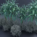 Lush Green Leafy Shrubs Featuring Gray Foliage In Dense Outdoor Garden Arrangement