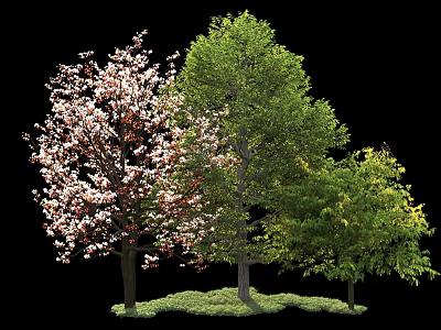 Various Types of Ornamental Trees With Pink Blossoms and Green Foliage on Grass 3d model