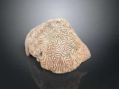 Coral Red Coral White Coral Blue Coral Gold Coral Black Coral Ball Coral Grass Coral Fine Finger Anemone 3d model